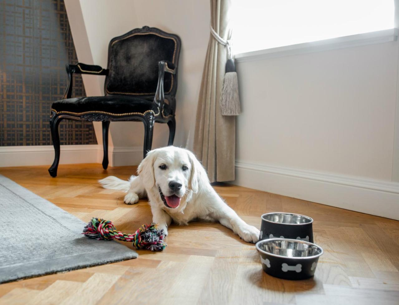 Hotel Schweizerhof Bern & Spa Exterior foto A dog with two dog bowls